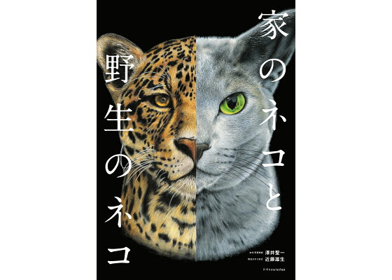 楽天ブックス 家のネコと野生のネコ 澤井聖一 本 楽天ブックス 家のネコと野生のネコ 澤井聖一 本